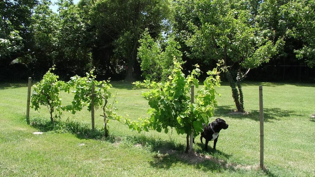 Mas De Bouvet En Camargue Bed and Breakfast Albaron Εξωτερικό φωτογραφία