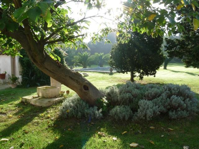 Mas De Bouvet En Camargue Bed and Breakfast Albaron Εξωτερικό φωτογραφία